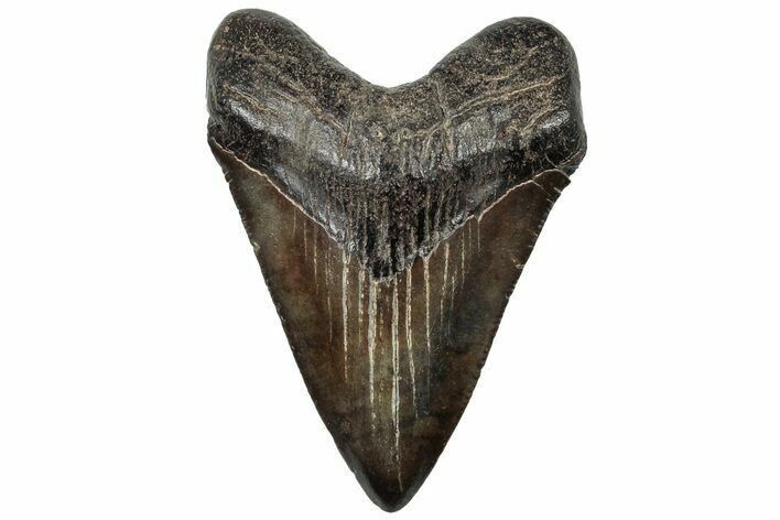 Fossil Megalodon Tooth - South Carolina #310073